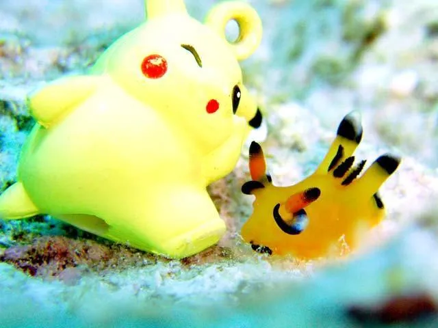 Loài sên biển có hình dáng giống nhân vật Pikachu trong trò chơi Pokémon Go.