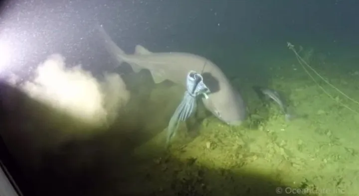Các nhà khoa học OceanGate vừa bắt gặp một con cá mập 6 mang vô cùng hiếm thấy.