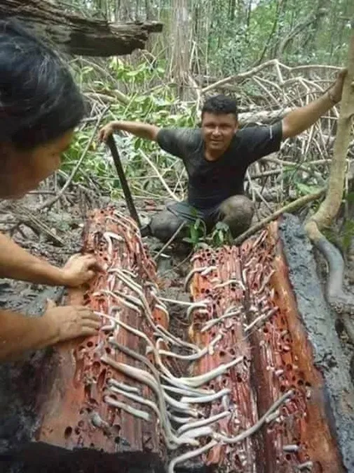 Đây là kết quả sau khi một người đàn ông bổ dọc thân cây ngâm trong đầm lầy nhiều năm.