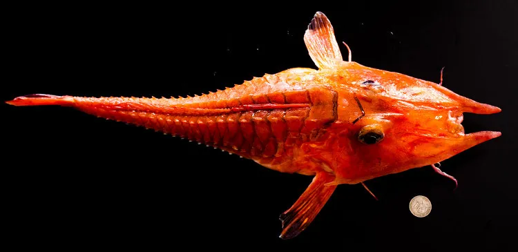 Cá chào mào gai có thể đạt chiều dài tối đa lên đén 28cm.