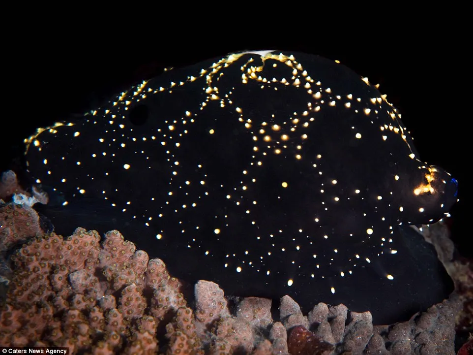 Ốc biển Cowrie cùng màn ngụy trang tinh vi, ngoạn mục