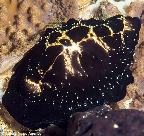 Ốc biển Cowrie khi ngụy trang