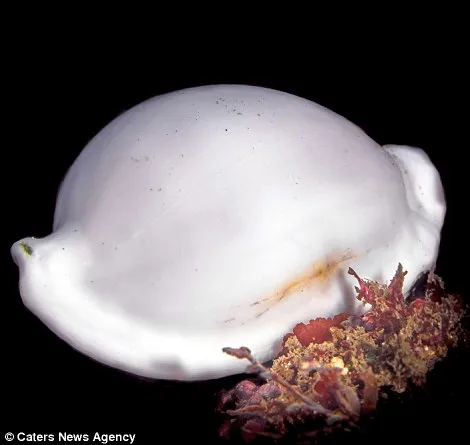 Ốc biển Cowrie