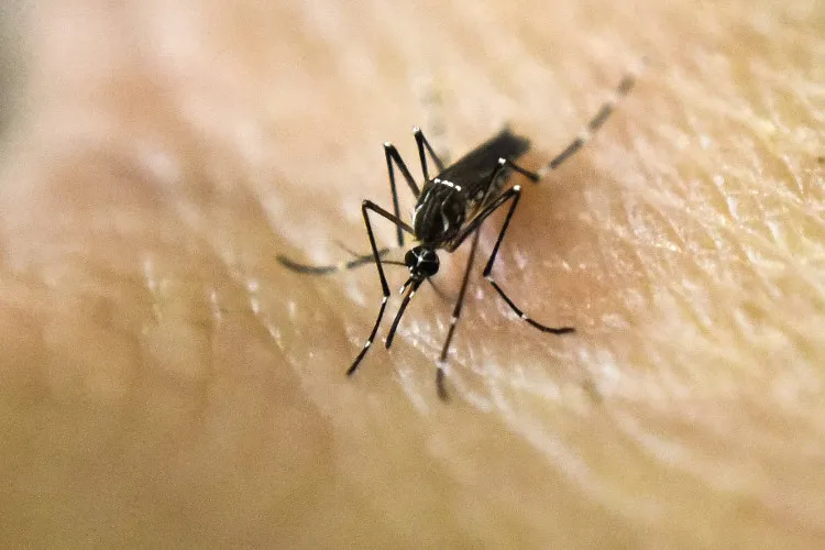 Malaysia vừa công bố ca nhiễm Zika đầu tiên