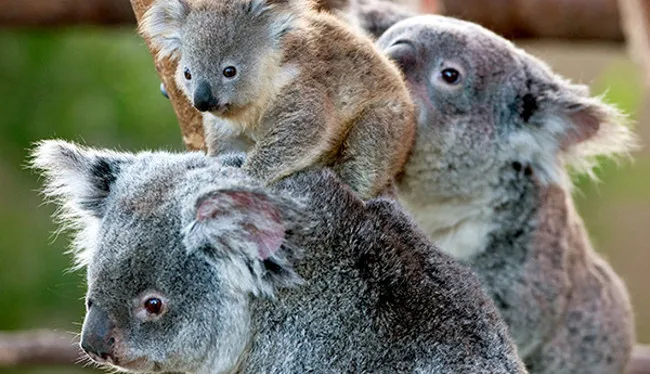 Gấu Koala