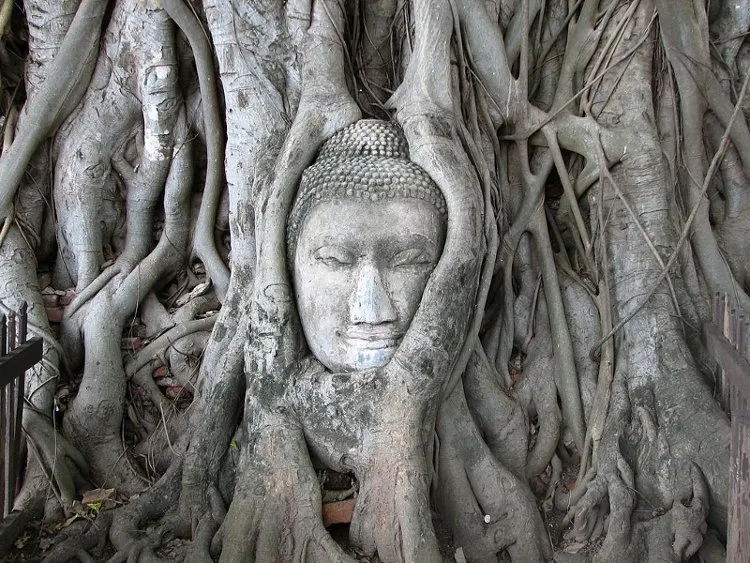 Đầu Phật Ayutthaya - thành phố Ayutthaya của Thái Lan.