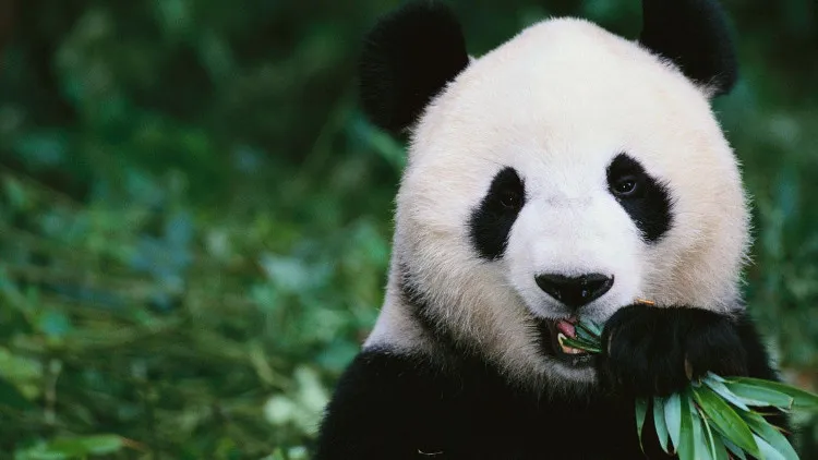 Tuy nhiên sự khôi phục cá thể gấu trúc khổng lồ có thể không kéo dài được lâu do biến đổi khí hậu toàn cầu.