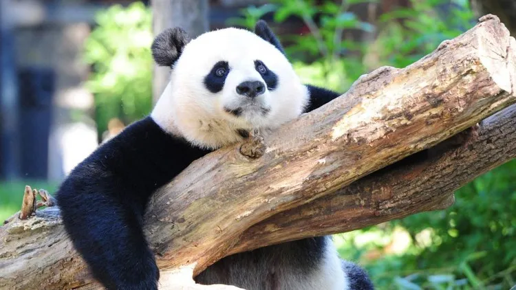 Gấu trúc đã không còn nằm trong danh mục "có nguy cơ tuyệt chủng" trong Sách Đỏ nữa.
