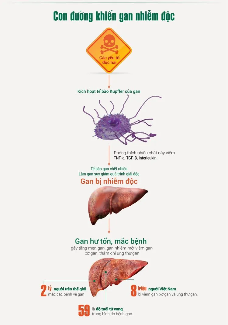 Tế bào gan chết nhiều làm gan suy giảm quá trình giải độc dẫn đến việc gan bị nhiễm độc.