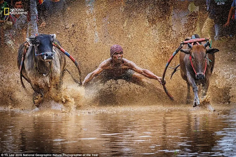 Một thí sinh giữ thăng bằng trong cuộc đua bò Pacu Jawi ở Indonesia.