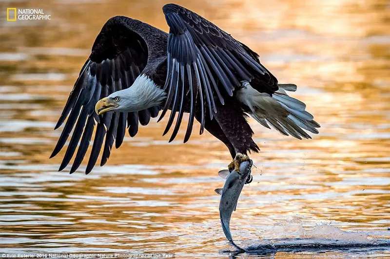 Một con đại bàng săn mồi trên sông Susquehanna, bờ đông nước Mỹ.