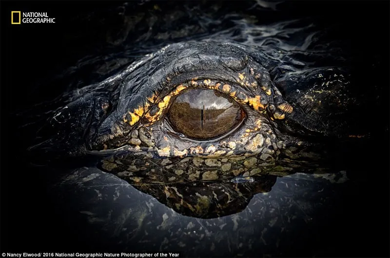Mắt một con cá sấu dọc đường Apopka Wildlife, Florida, Mỹ.