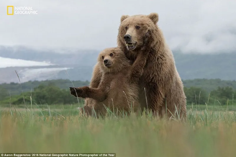 Phút thảnh thơi của mẹ con gấu nâu ở công viên quốc gia Katmai, Alaska, Mỹ.