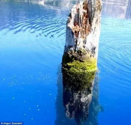 Sau hàng trăm năm ngâm dưới hồ nước, thân cây chỉ mọc rêu chứ không mục rữa.