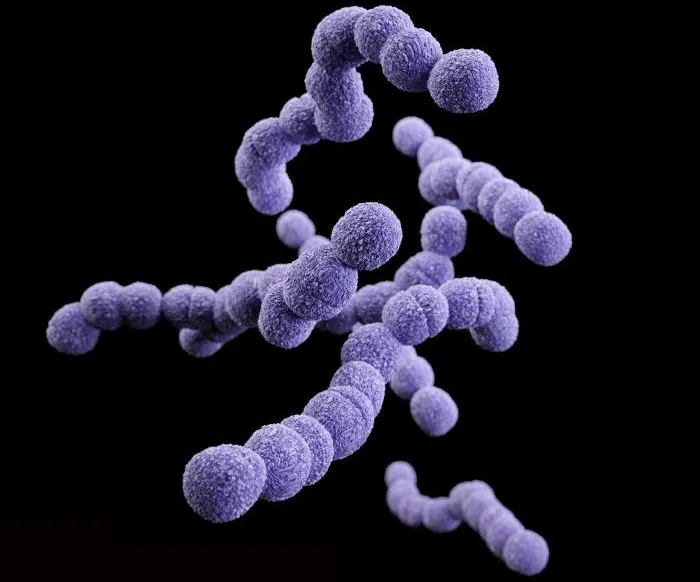 Vi khuẩn Streptococcus nhóm B có khả năng tiết ra bong bóng chất độc làm chết lưu bào thai.