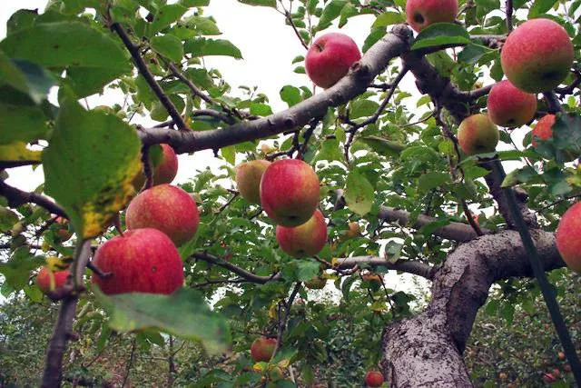 Vì vợ, ông đã quyết tâm trồng táo mà không cần phân bón với thuốc trừ sâu.