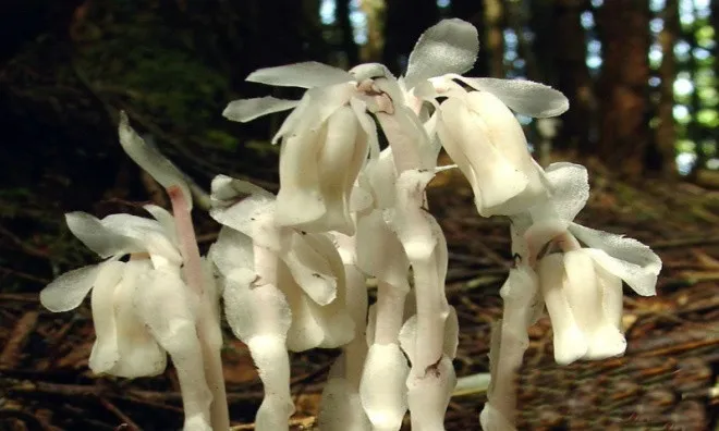 Lan thạch anh hay còn gọi là "cỏ âm hồn" có tên khoa học là Monotropa uniflora, loài thực vật có hoa trong họ Thạch nam.