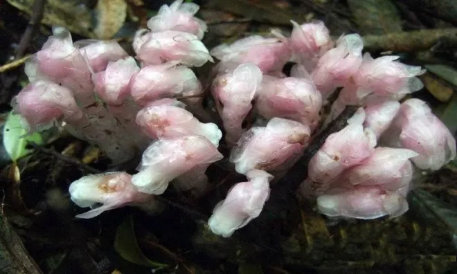 Chúng sống thành cụm trong những khu rừng âm u, ẩm ướt trên sườn núi, cách mặt nước biển 800–3.200m.