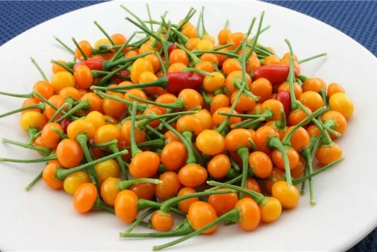 Ớt charapita là loại ớt đắt nhất thế giới.