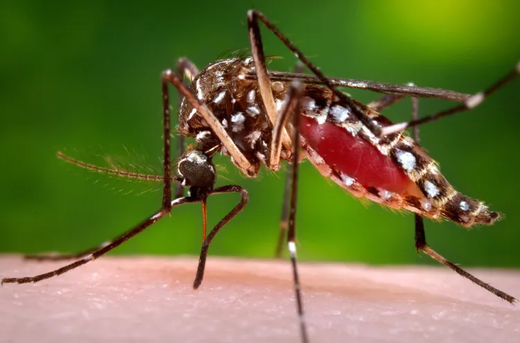 Muỗi Aedes aegypti là thủ phạm làm lây lan nhanh bệnh sốt xuất huyết dengue.