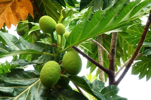 Sa kê là vị thuốc khá công dụng trong dân gian trị nhiều bệnh về răng miệng, sát khuẩn...