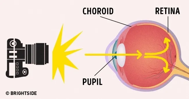 Ánh sáng tác động trực tiếp tới cầu mắt, đi xuyên qua đồng tử tới mạch máu nằm phía sau.