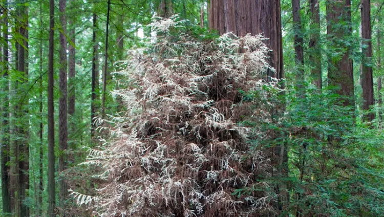 Một cây gỗ hồng bạch tạng trong rừng California.