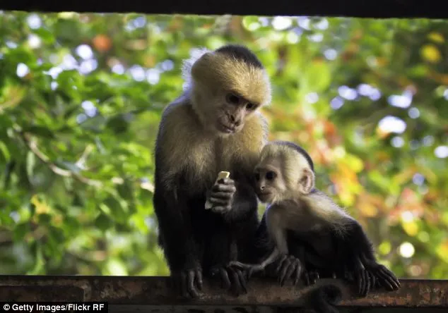 Những con khỉ Capuchin.