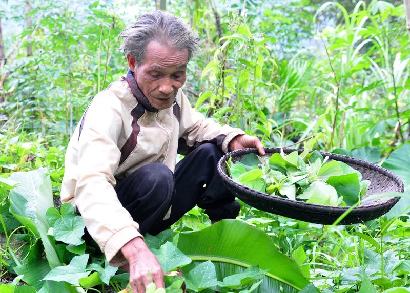 Khu rẫy xung quanh căn chòi, ông Châu trồng nhiều loại rau lang, khoai mì, gừng, nghệ, ớt, quế, bầu bí, chuối