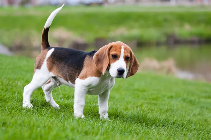 Chó Beagle
