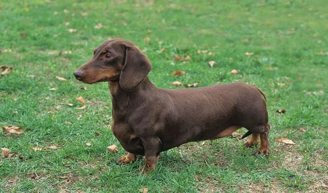 Chó Dachshund