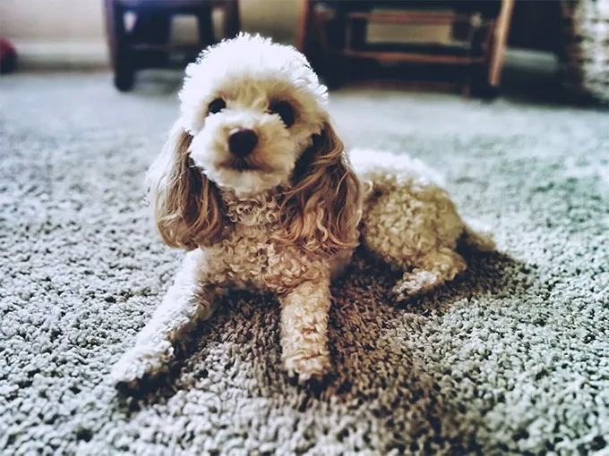Chó Poodle