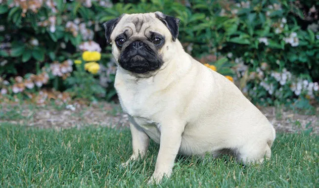 Chó Pug