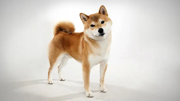 Chó Shiba Inu