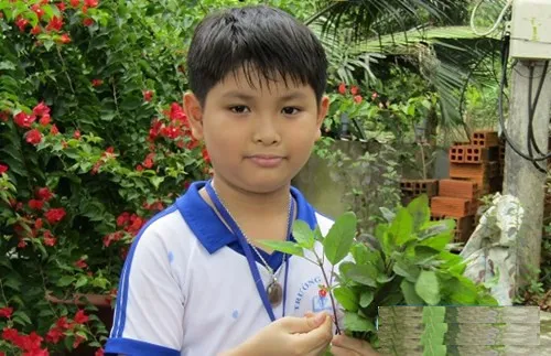 Duy với mồi nhử ruồi vang bằng lá é tía.