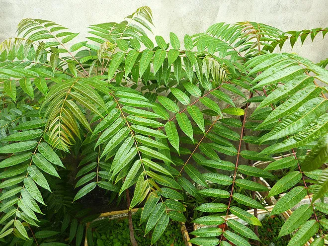 Lá cây xoan hôi còn có tên khác là Tông dù, Hương xuân.