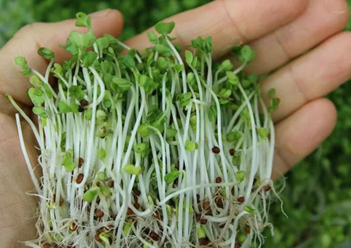 Rau mầm được chế biến chín đem lại rất nhiều giá trị dinh dưỡng nhưng ăn sống có nguy cơ bị nhiễm khuẩn.