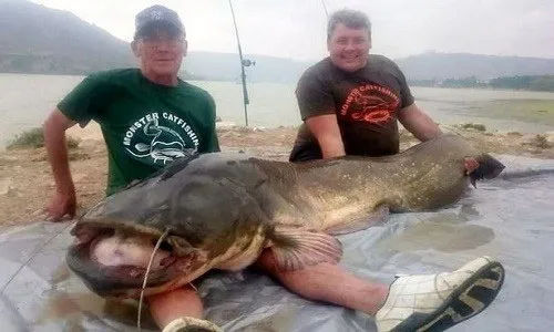 Con cá trê này nặng tới 90kg