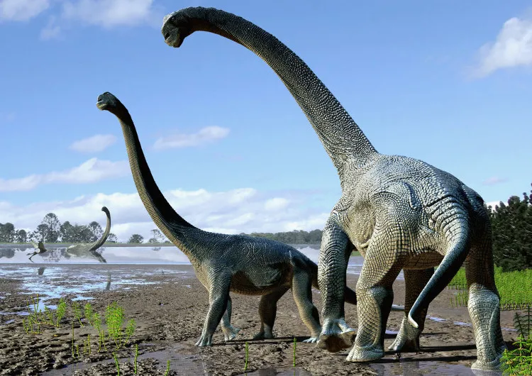 Đồ họa mô tả khủng long Savannasaurus elliottorum dựa trên hóa thạch thu được.