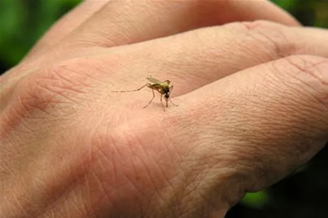 Thời gian ủ bệnh Zika khoảng 2-12 ngày sau khi bị muỗi đốt.