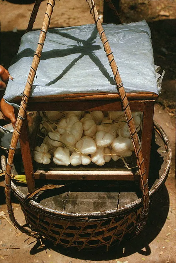 Củ đậu sắn gọt sẵn, để trong tủ kính, sẵn sàng phục vụ thực khách.