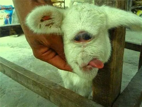 Dị tật này không giới hạn ở con người, mà các loài động vật cũng có khả năng gặp phải.