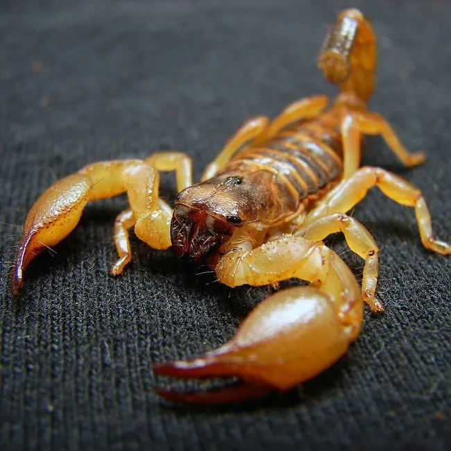Bò cạp Deathstalker