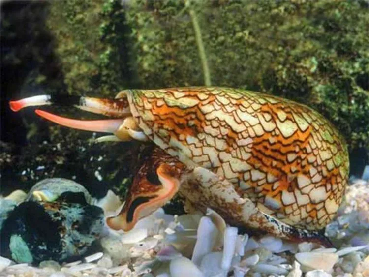 Ốc nón