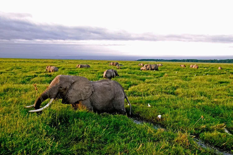 Voi châu Phi tại Tanzania đã bị suy giảm cực kỳ nghiêm trọng về số lượng do nạn săn bắt.