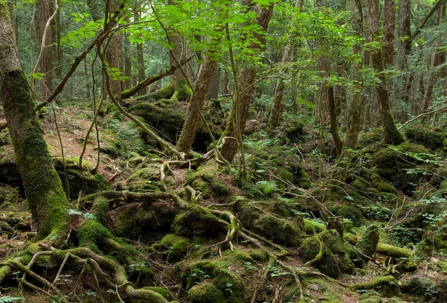 Khu rừng Aokigahara, Nhật Bản