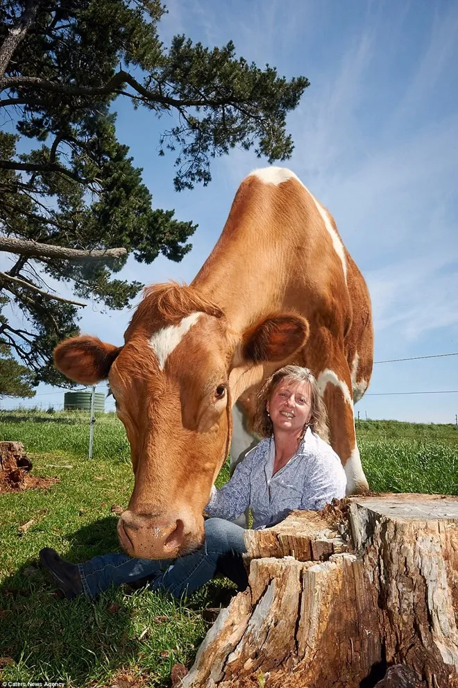 Big Moo được coi là chú bò lớn nhất Australia và thậm chí là lớn nhất thế giới (chưa được xác nhận).