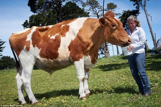 Big Moo hiện đang được nuôi ở trang trại của bà Joanne Vine.