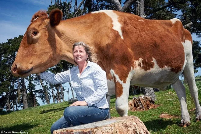 Theo các bác sỹ, Big Moo sở hữu thân hình khổng lồ có thể là do nó bị rối loạn tuyến yên.