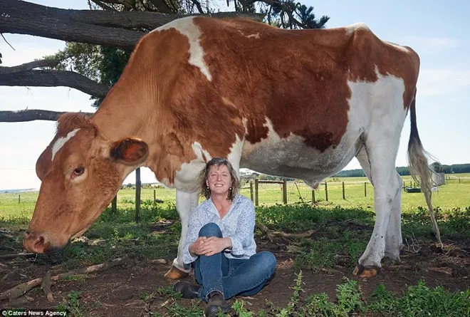 Big Moo dài 4,2m và cao tới 1m9.